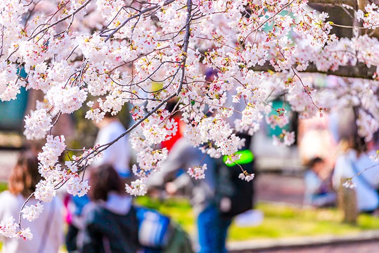 Cherry blossom viewing party